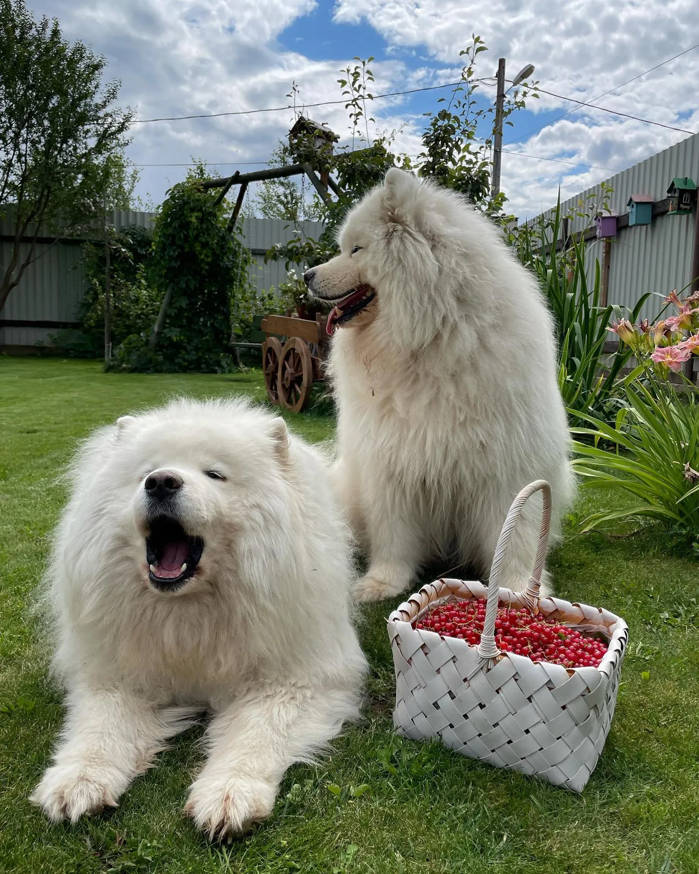 Зоогостиница