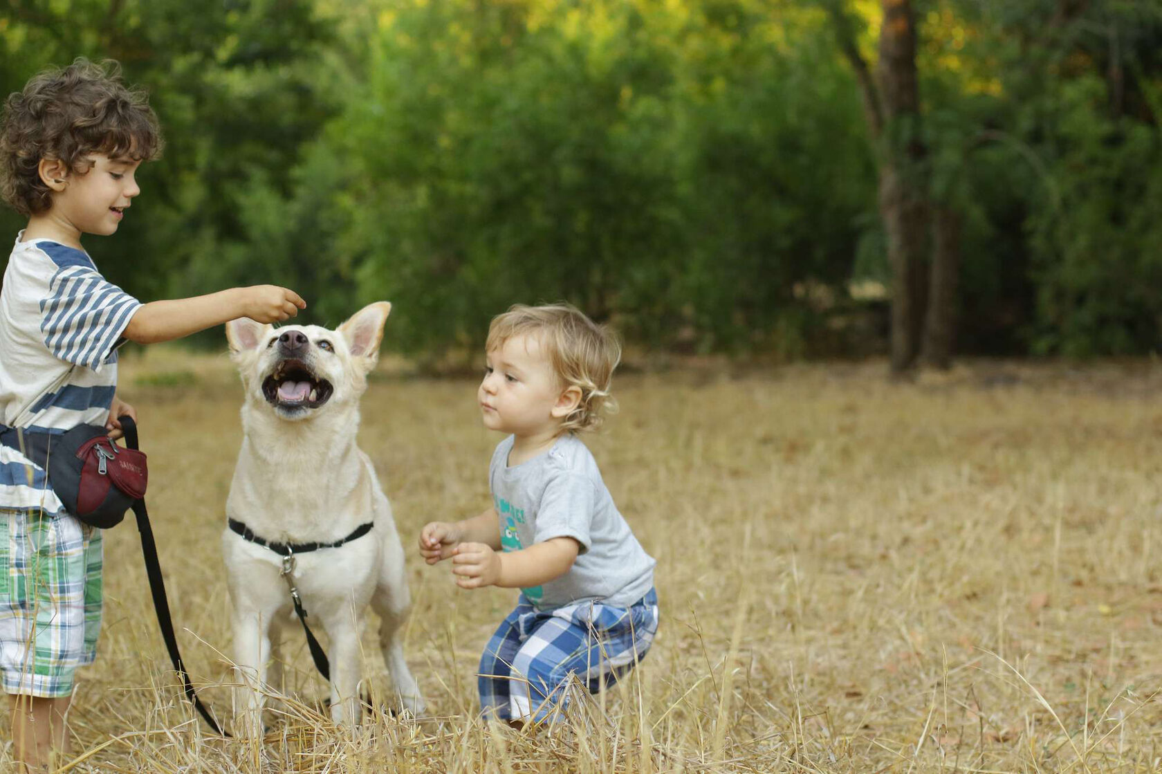 Мальчик играющий с собакой. Мальчик с собакой. Ребенок играет с собакой. Мальчик играет с собакой. Дети играющие с собакой.