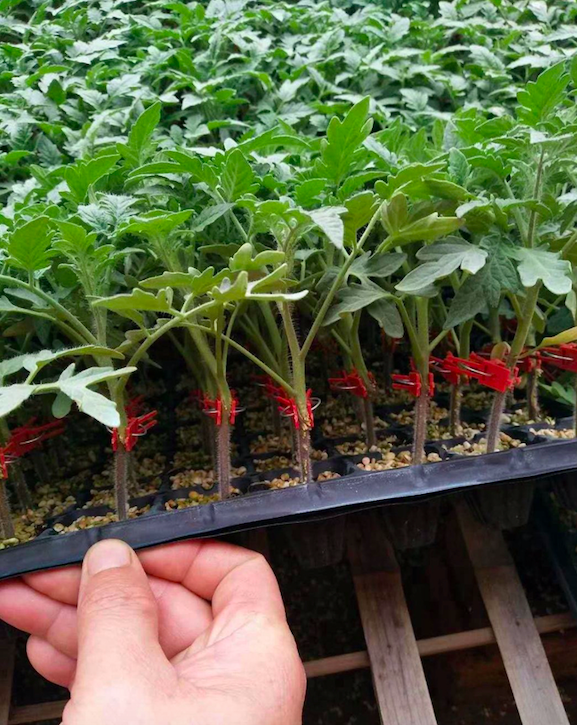 Семена подвой для томатов Rootstock tomato Мэри F1 - Агролагутники
