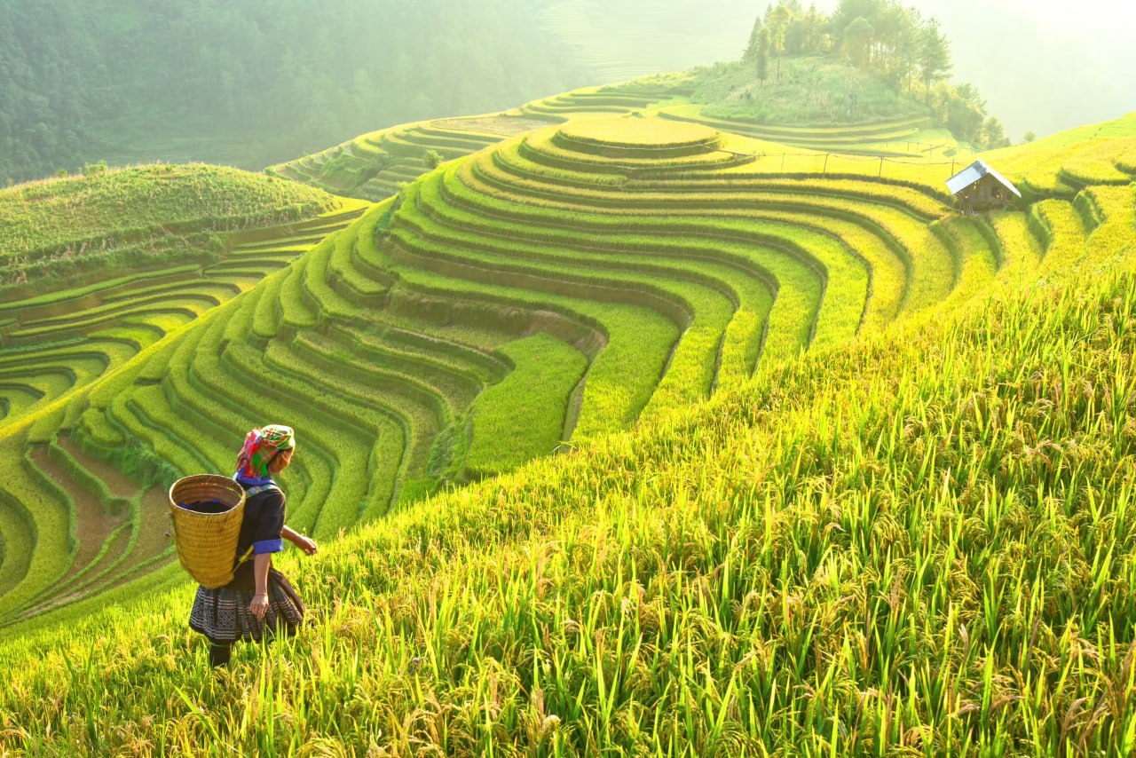 Лаос сельское хозяйство