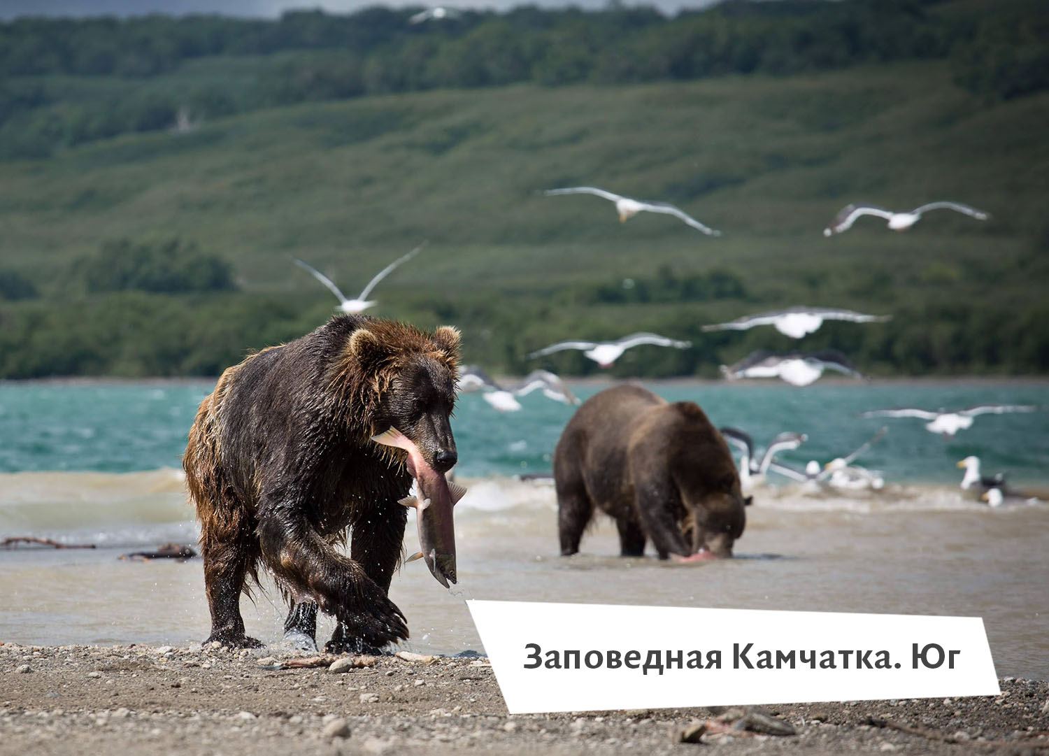 наблюдение за медведями в дикой природе
