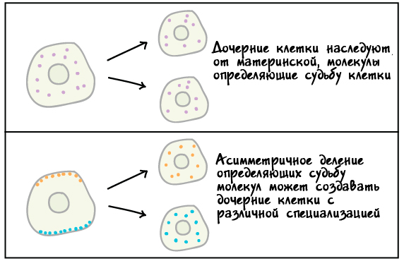 Объясните почему так важно чтобы дочерние клетки. Объясните почему так важно чтобы дочерние клетки