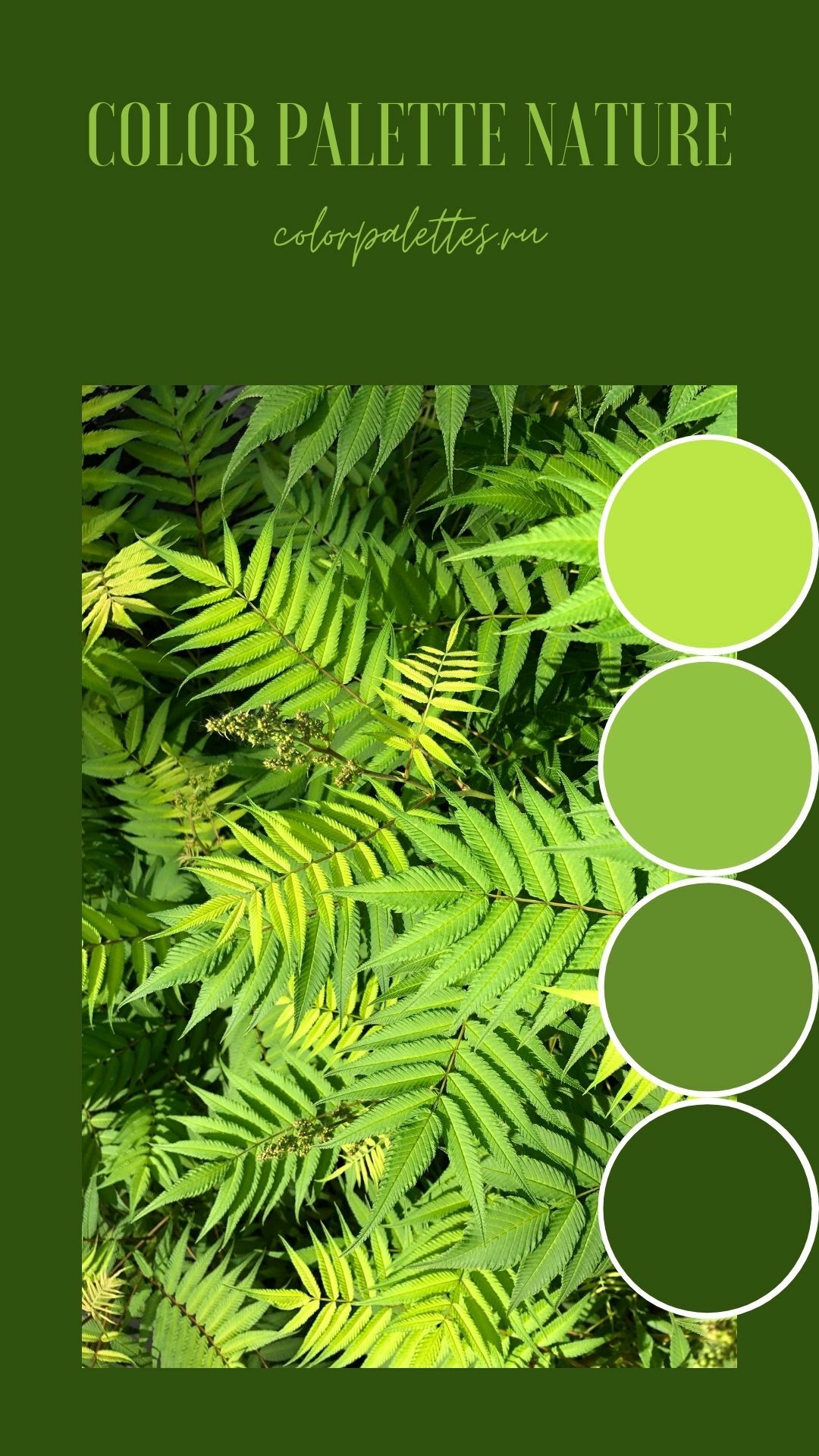 The green color palette of the fern