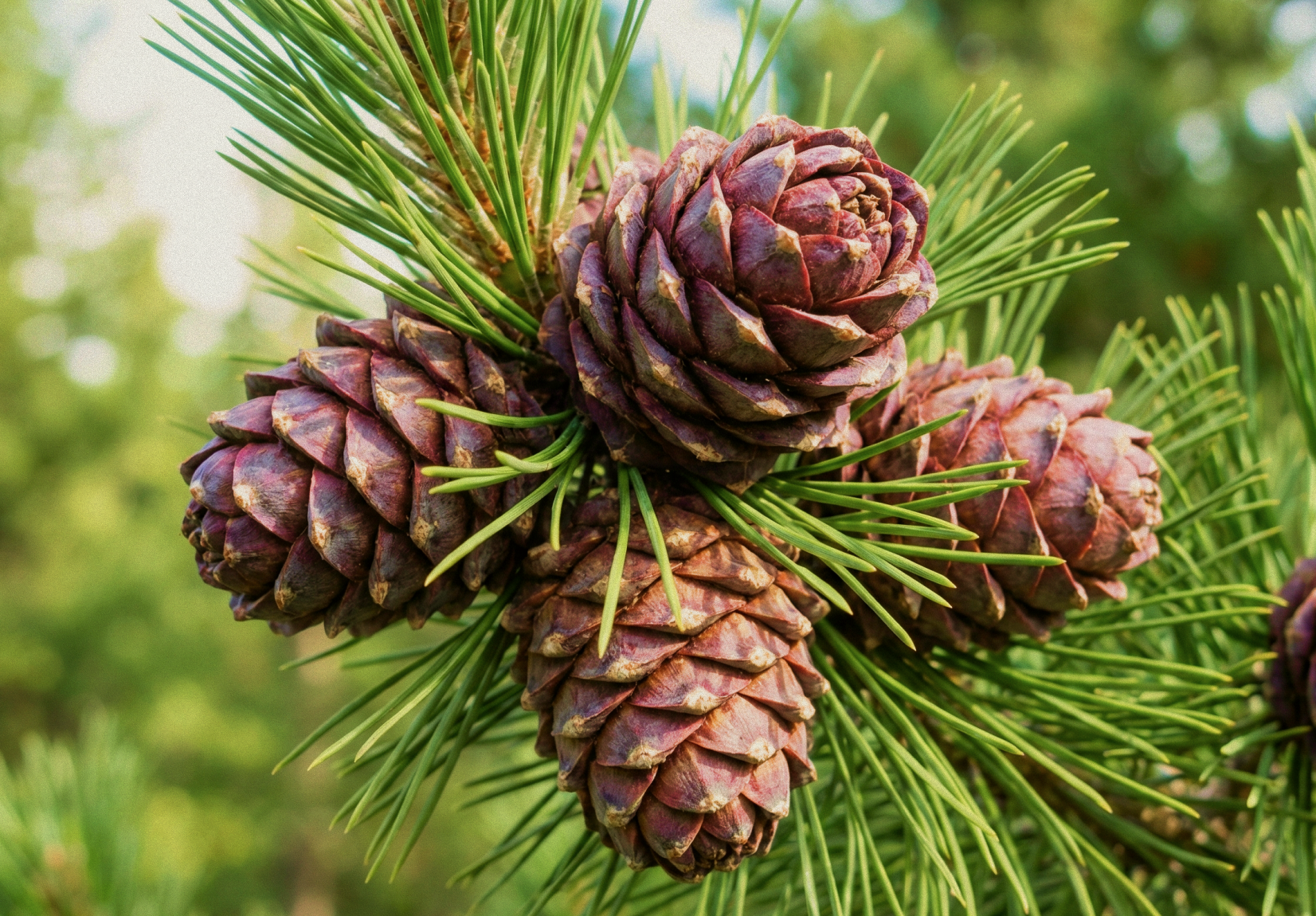 Кедр - ноты сердца аромата