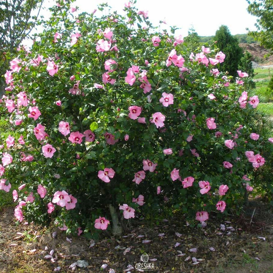 Rose of Sharon hedge garden structure deciduous