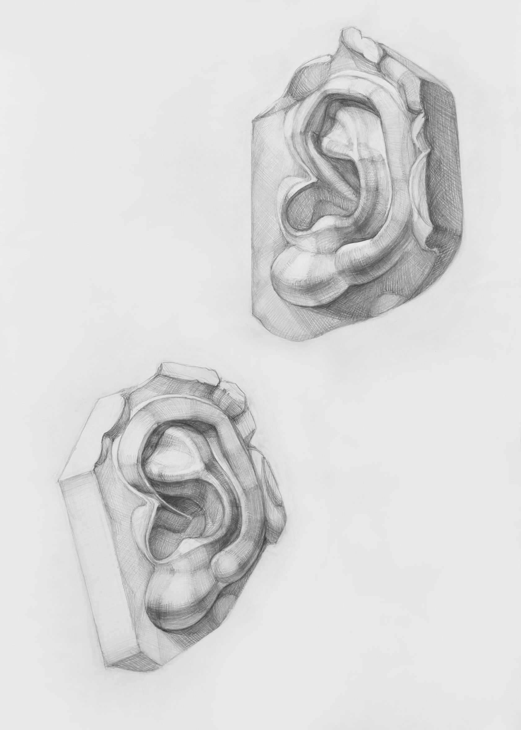 Рисунок уха в двух положениях