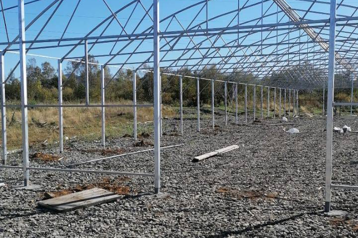 рассада в теплице