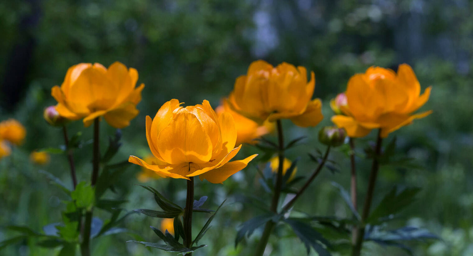 Желтые цветы в дендрарии