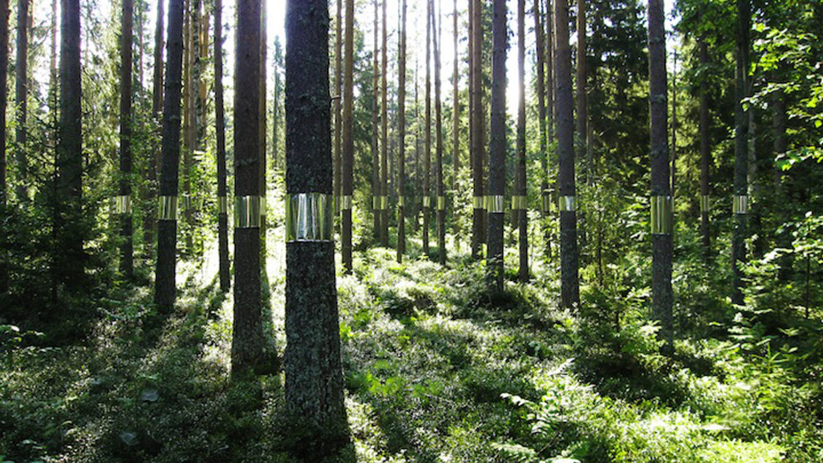 Зеркальный лес
