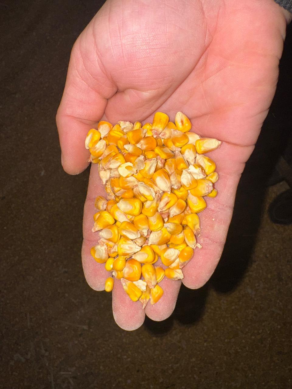 Перевозка кукурузы в Турцию