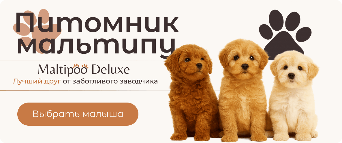 Щенки Мальтипу из питомника Maltipoo Deluxe. Лучший друг от заботливого заводчика.