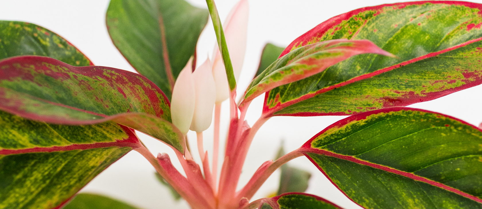 цветочная база калуга герцена 34. магазин комнатных растений ростов. магазин горшечных цветов. цветочный магазин комнатных растений. магазин цветочный остров в новомосковске.