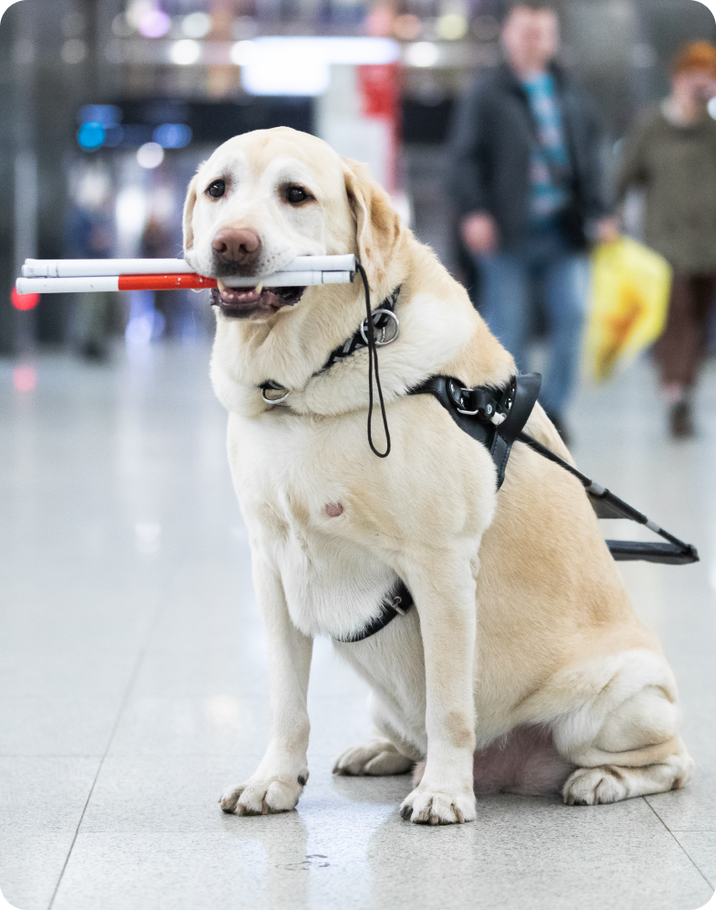 На фото в центре кадра сидит подуставший палевый лабрадор Арвин. Его тело и голова повернуты на 45 градусов влево относительно фотографа. Уголки глаз собаки опущены, а в зубах Арвин держит сложенную белую трость для слабовидящих. На лабрадоре надет плетеный ошейник черно-серого цвета и черная шлейка собаки-поводыря. Ручка шлейки лежит на спине собаки. Передние лапы Арвина стоят ровно, левая задняя лапа аккуратно согнута и прижата к телу, образуя забавные складочки над коленом. Правая задняя лапа видна только в части пальчиков, выглядывающих из-за тела собаки между передними лапами. Арвин сидит на мраморном светло-сером полу с более темными множественными вкраплениями. На заднем плане в расфокусе по верхним углам фото видны темно-серые мраморные колонны с белыми мраморными объемными вставками, а по всему верхнему краю фотографии — большое количество людей, идущих в разные стороны и спешащих по своим делам.