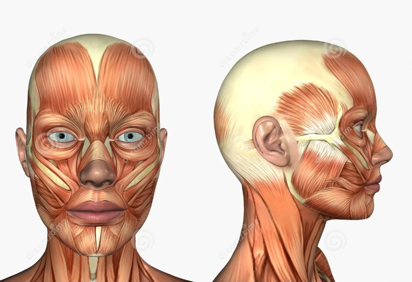 Косметология мышцы. Мимические мышцы головы анатомия. Мышцы лица анатомия. Строение мышц лица. Мимические мышцы лица и шеи анатомия.
