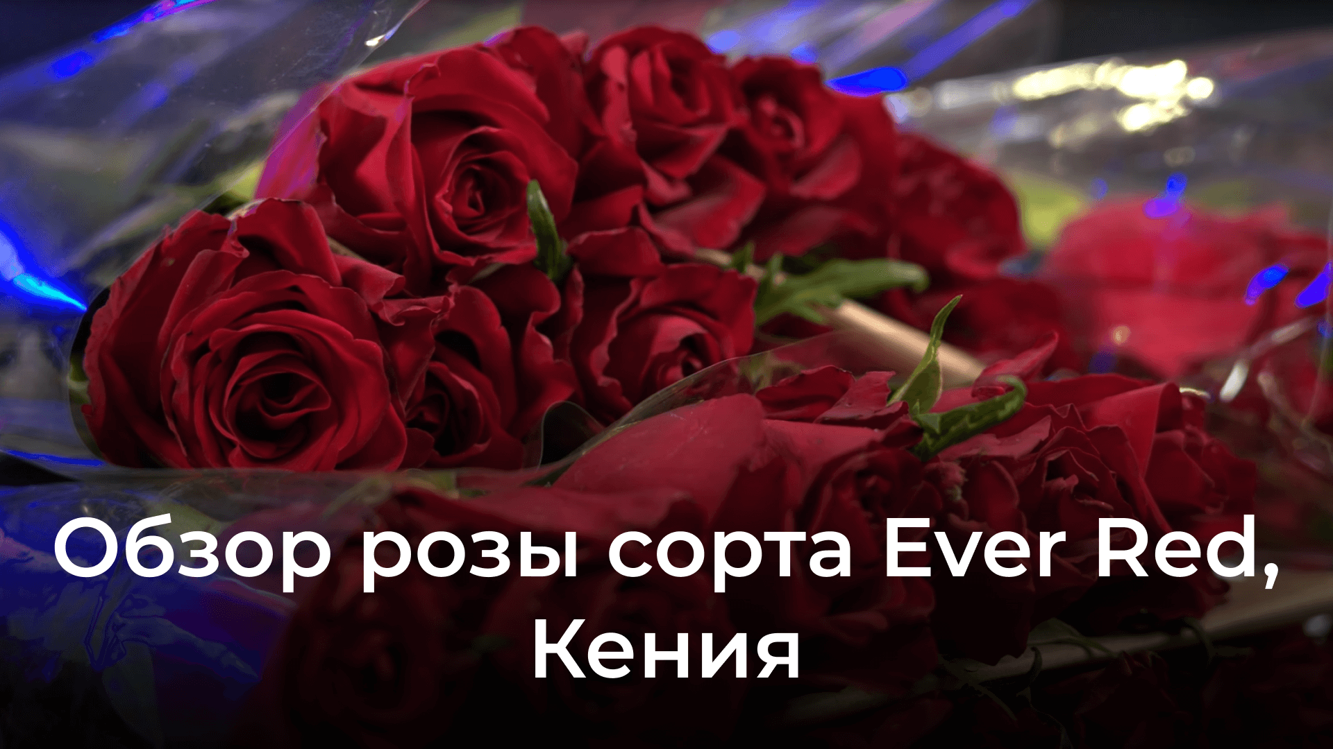 Розы Ever red 70 см от плантации Baraka: обзор цветов из Кении