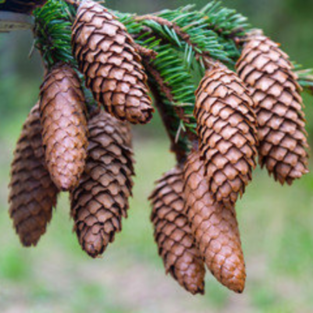 Seeds of Beautiful fir cones — Fir cones for Christmas and new year — Craft and handmade — 10 pcs
