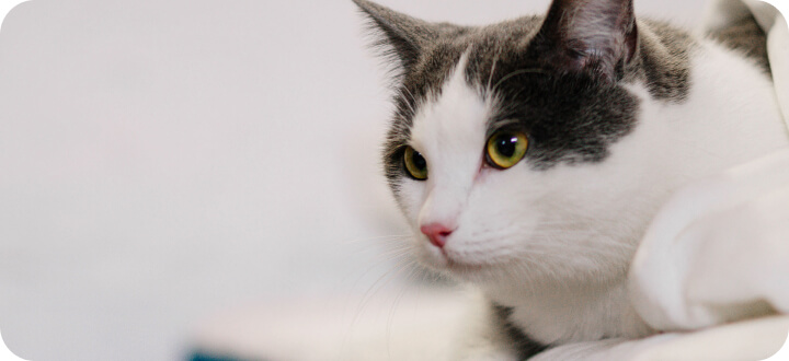 Матрас аллергия