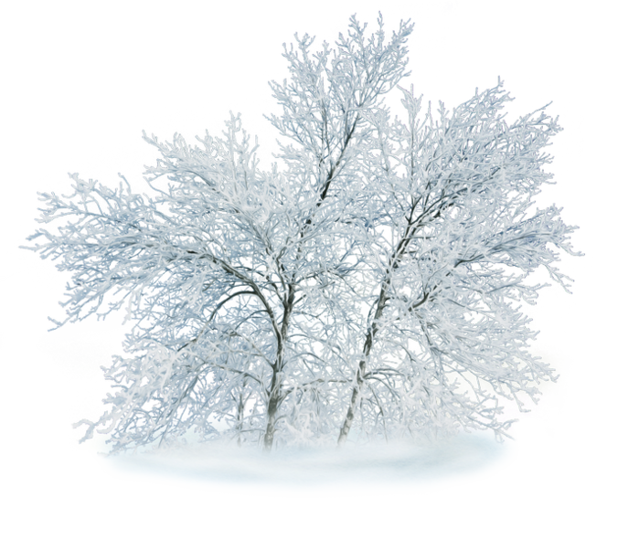 Зимние деревья на прозрачном фоне. Дерево в снегу без фона. Снежные деревья на прозрачном фоне. Деревья в снегу на белом фоне. Зимнее дерево на белом фоне.