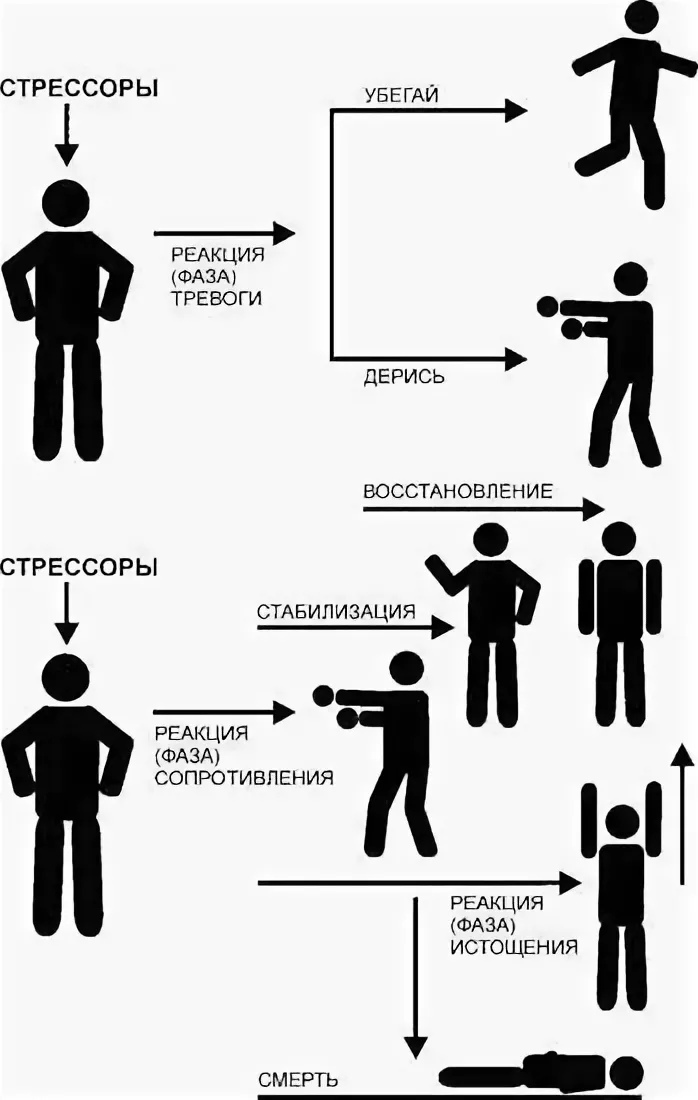 Стрессор. Реакции в сторис. Физиологические реакции на стресс. Стрессовая реакция физиологическая. Реакция человека схема.