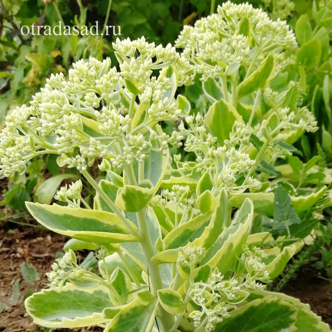 Очиток видный Вариегата,саженцы