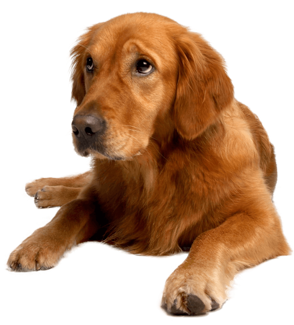 золотой ретривер