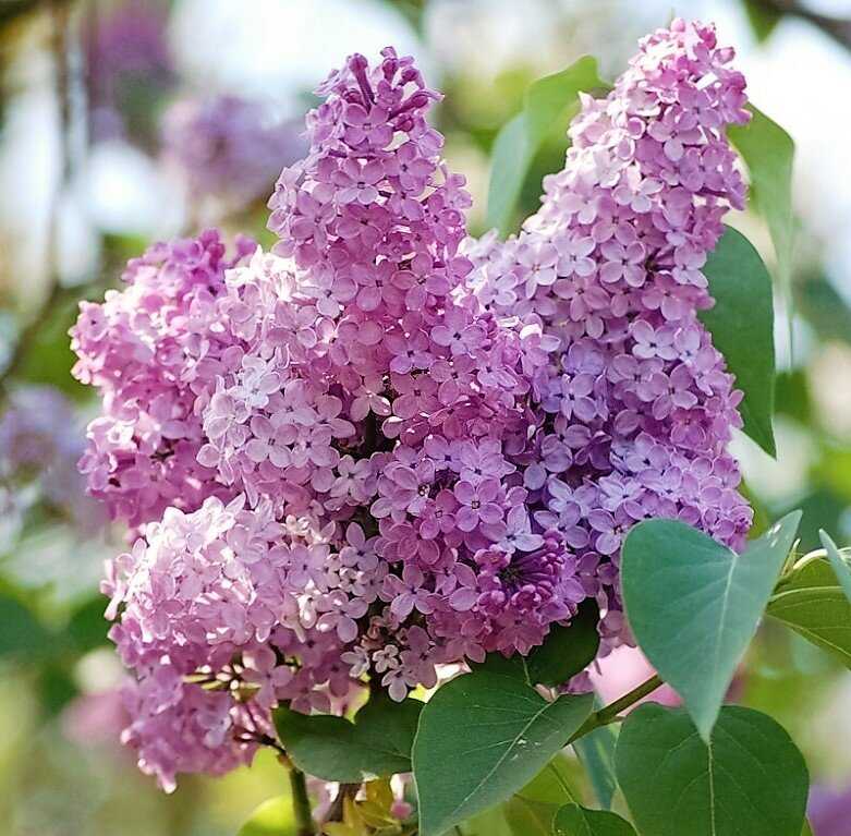 Купить букет сирени недорого с доставкой в Москве и МО, цена