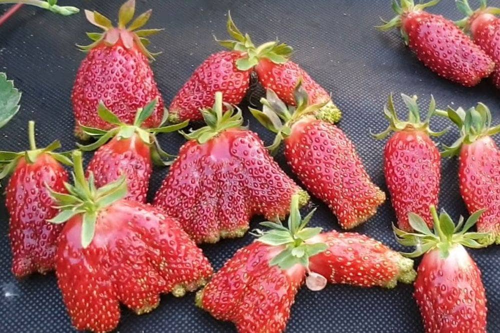 земклуника купчиха