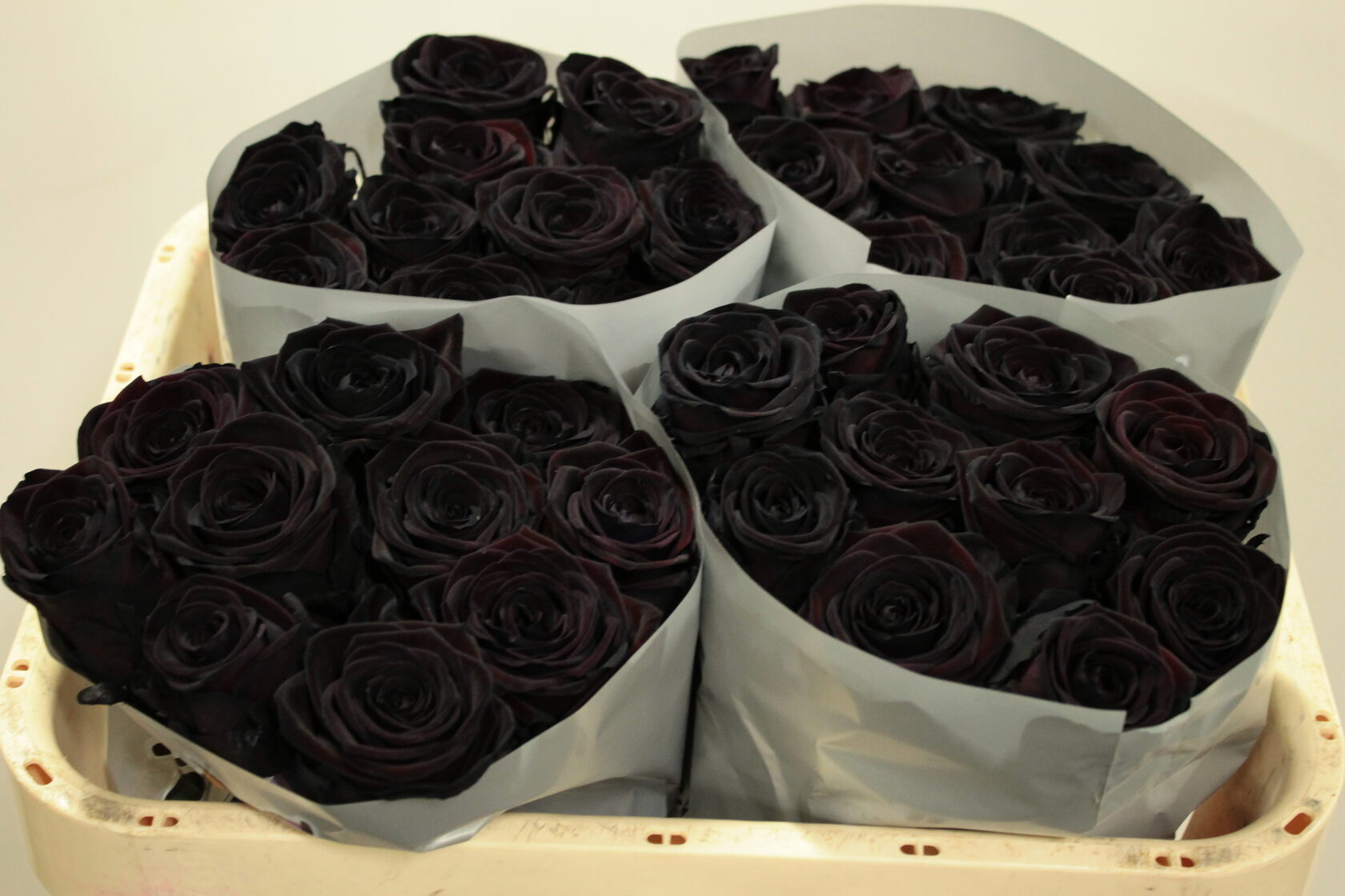 Первые попытки создать по-настоящему черную розу были предприняты еще в далеком 1870 году.