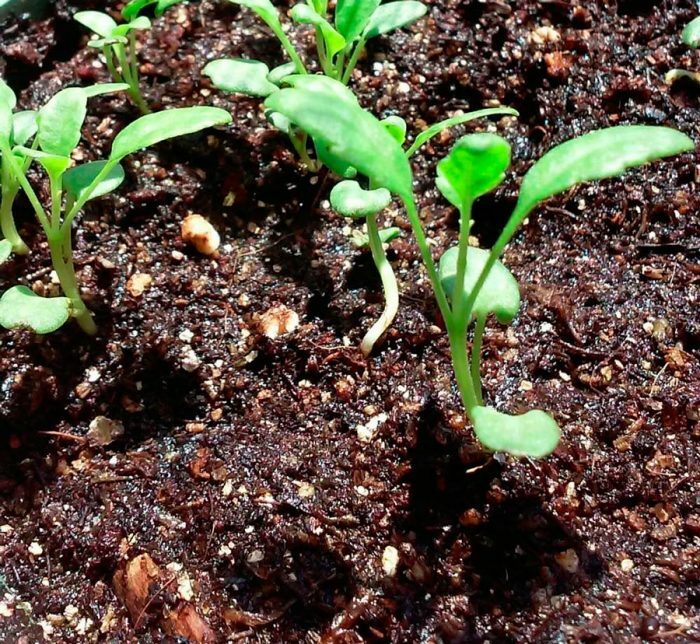 Выращивание иссопа из семян