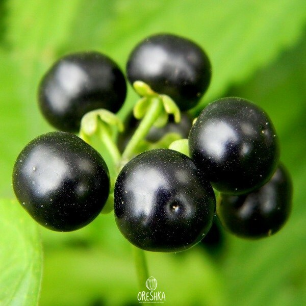 Seeds of wonderberry (Solanum retroflexum) — 10 pcs