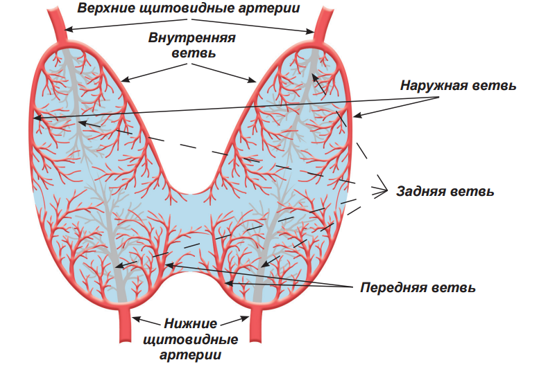 Кровоснабжение щитовидной железы схема. Кровоснабжение щитовидной железы анатомия. Верхняя артерия щитовидной железы анатомия. Кровоснабжение щитовидной железы анатомия схема.