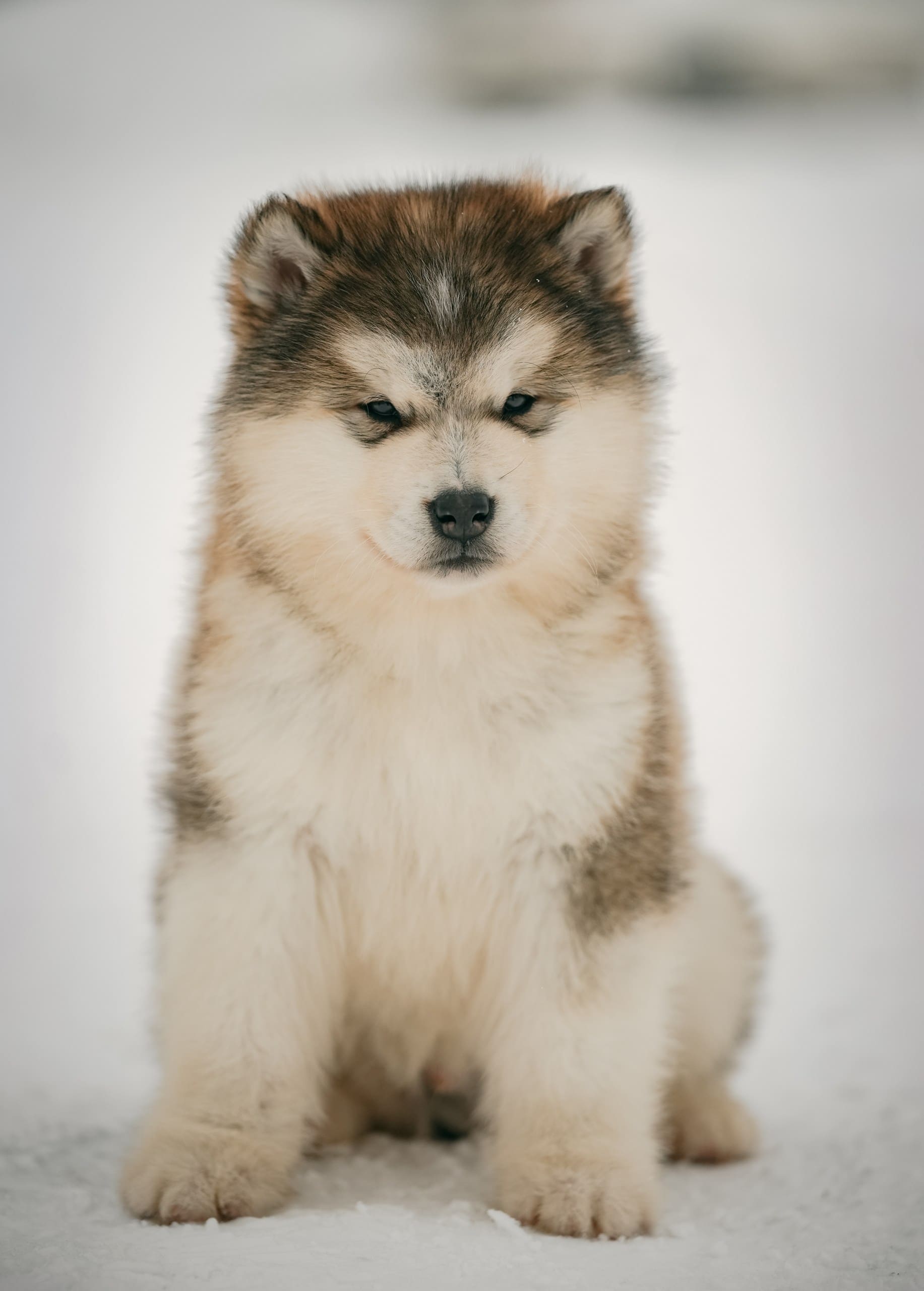 Nord Imperial Ray of Sunrise sable-white male puppy