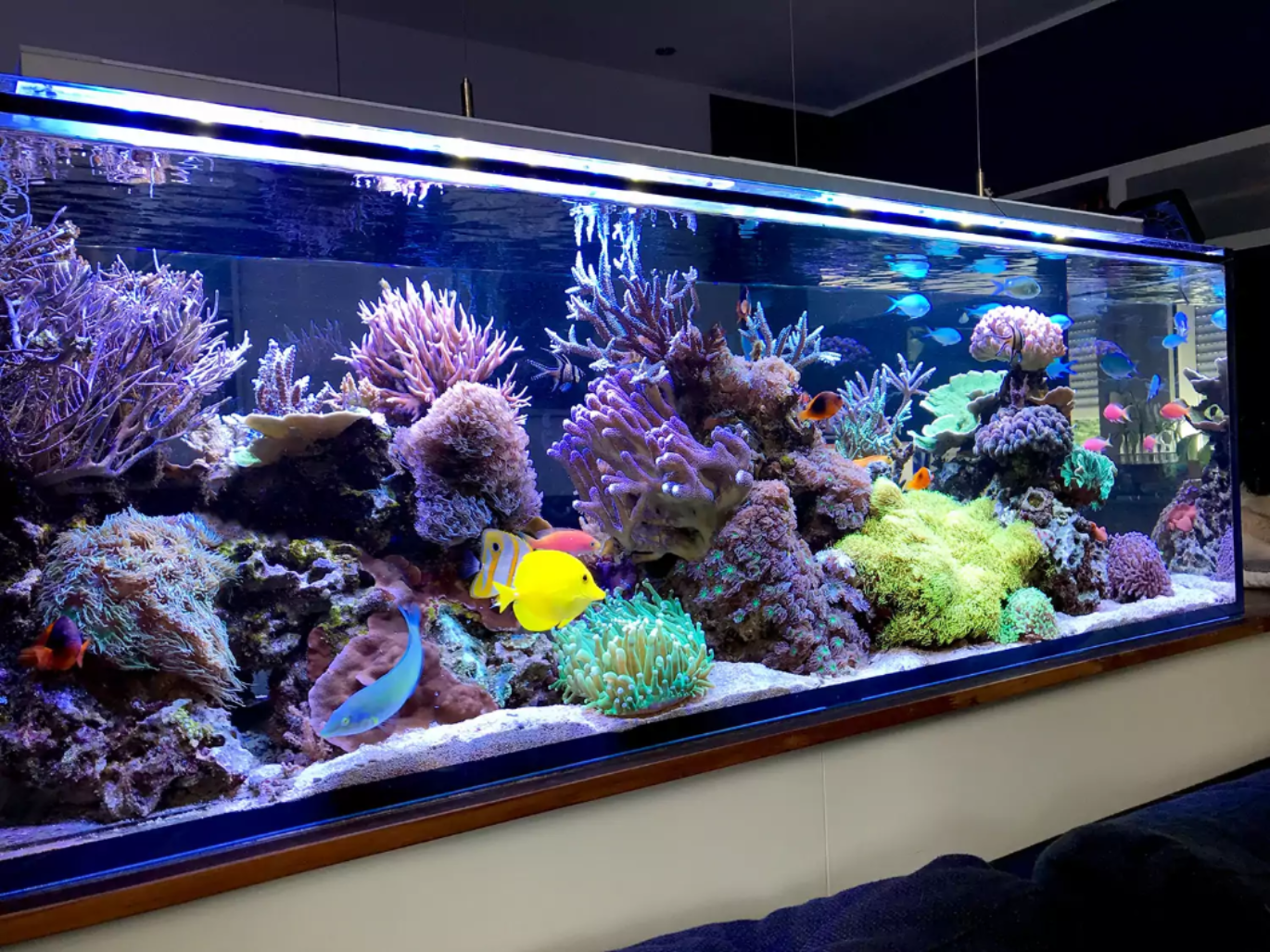 Аквариум aquarium. Аквариум Nano Reef. Морской аквариум рифовый Амано. Аквариум (Fish Tank) 2009. Большие морские аквариумы.