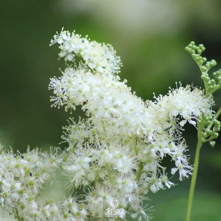 Filipendula ulmaria medicinal properties salicylate aspirin history