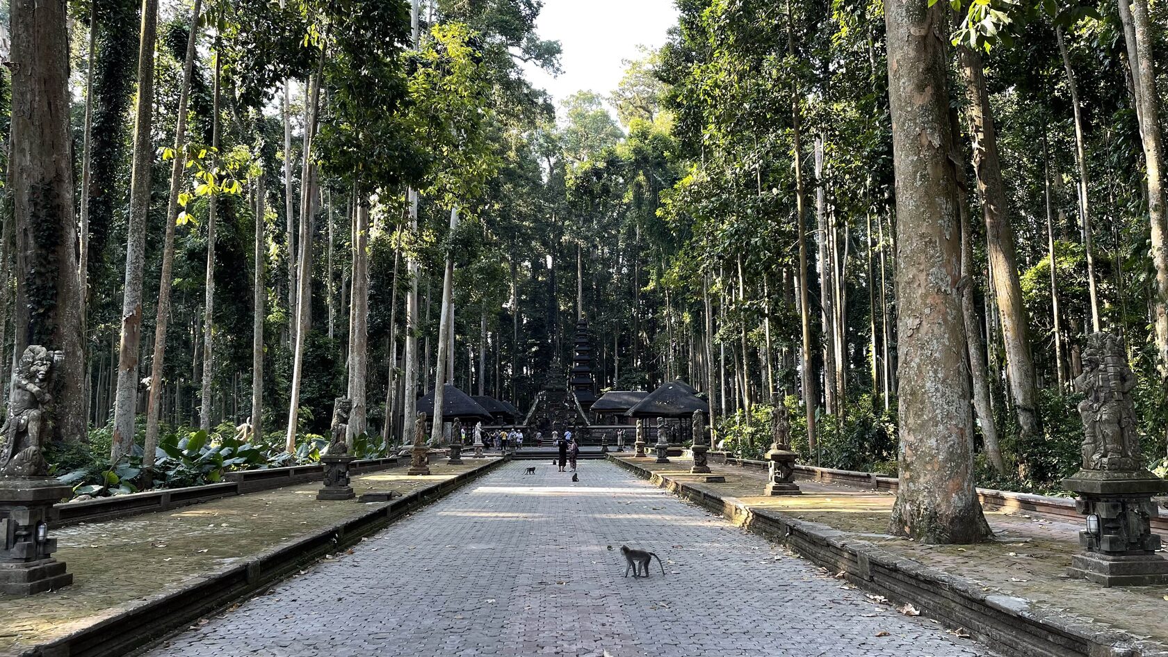 Лес обезьян Бали