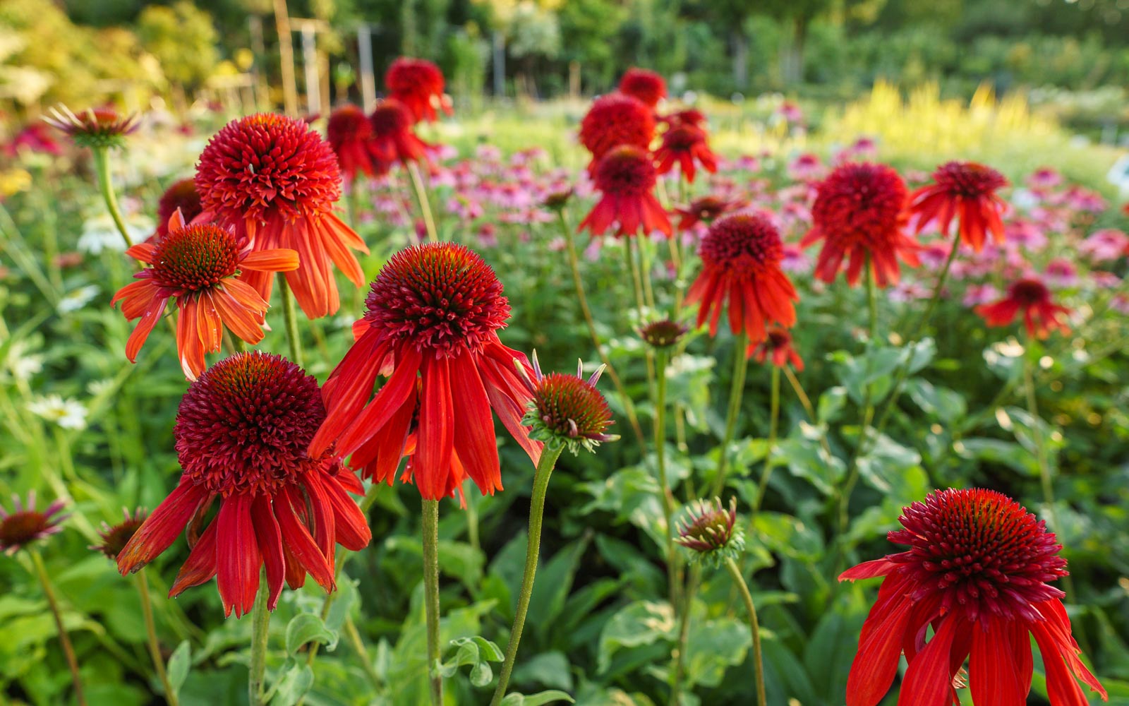 Echinacea KISMET® 'Red'