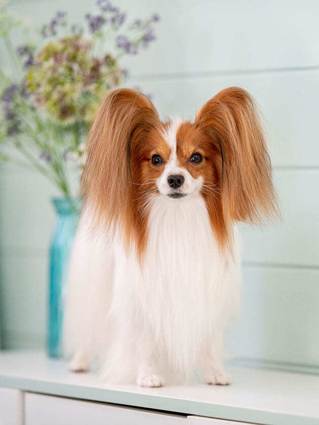 папийон Monarch Person