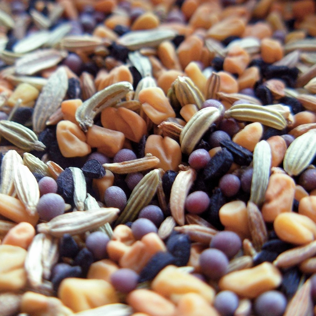 Чем кормить степных муравьёв жнецов?