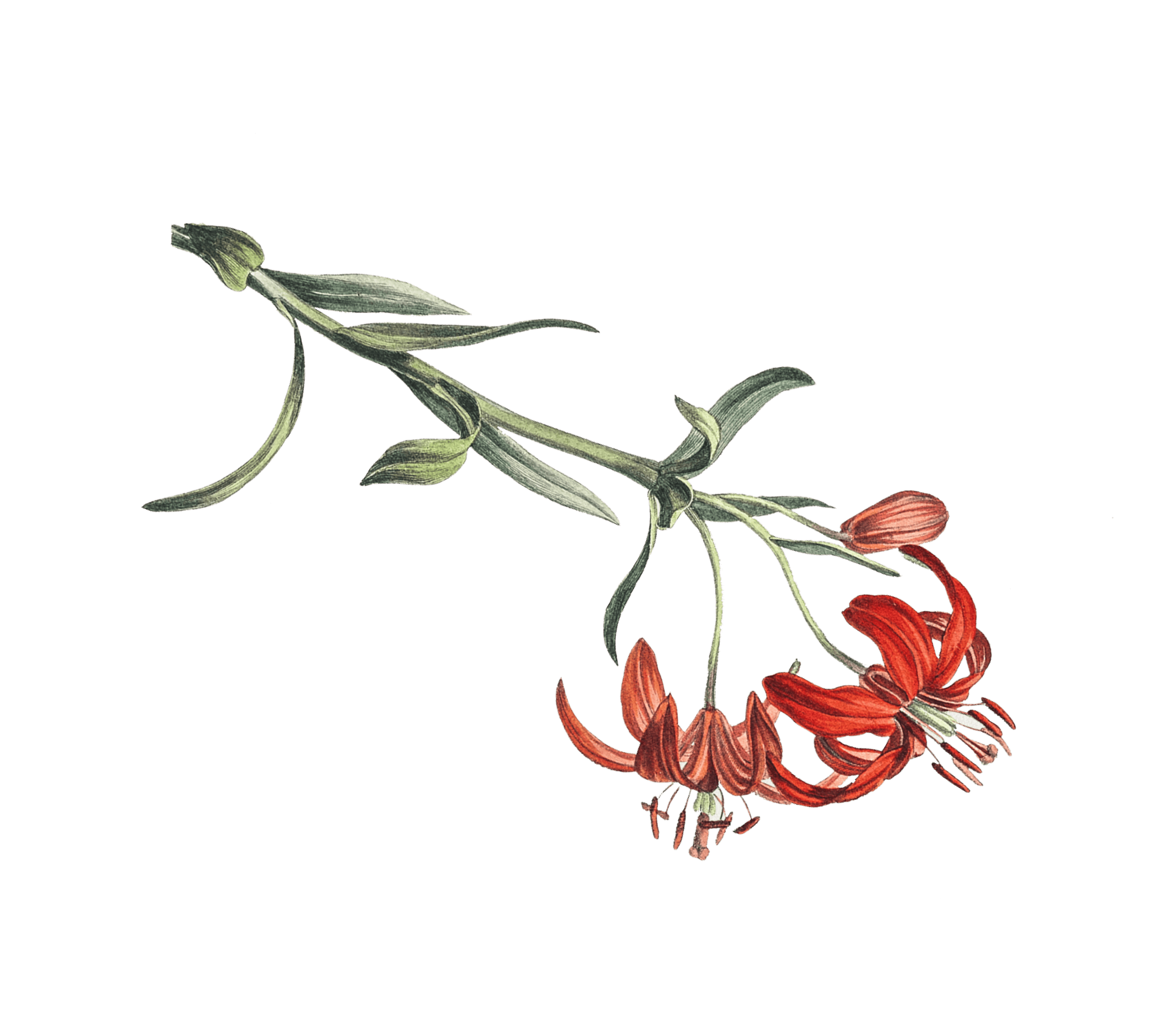 натуральная косметика, магазин профессиональной косметики, крем для ног, крем для ног с мочевиной, крем для ног купить, масло для ногтей, масло монарды для ногтей, масло для ногтей купить, косметика для ногтей, дезодорант для ног