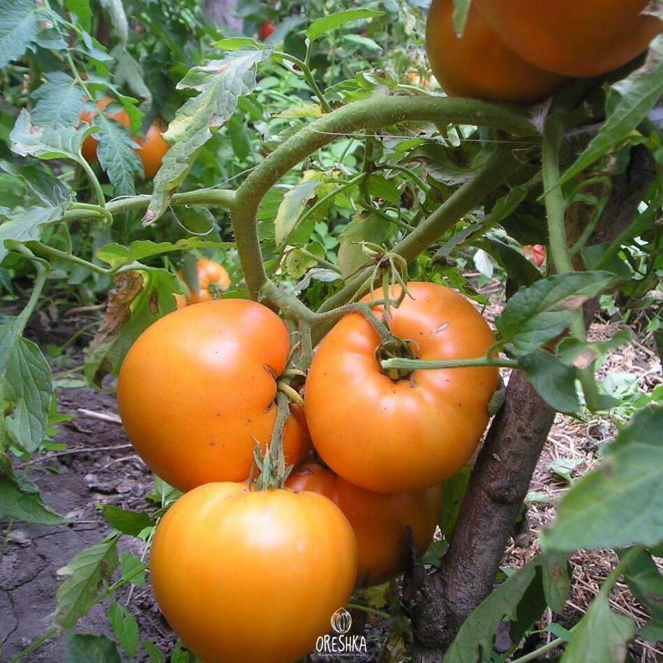 Seeds of Tomato Pineapple (solanum lycopersicum) — 10 pcs