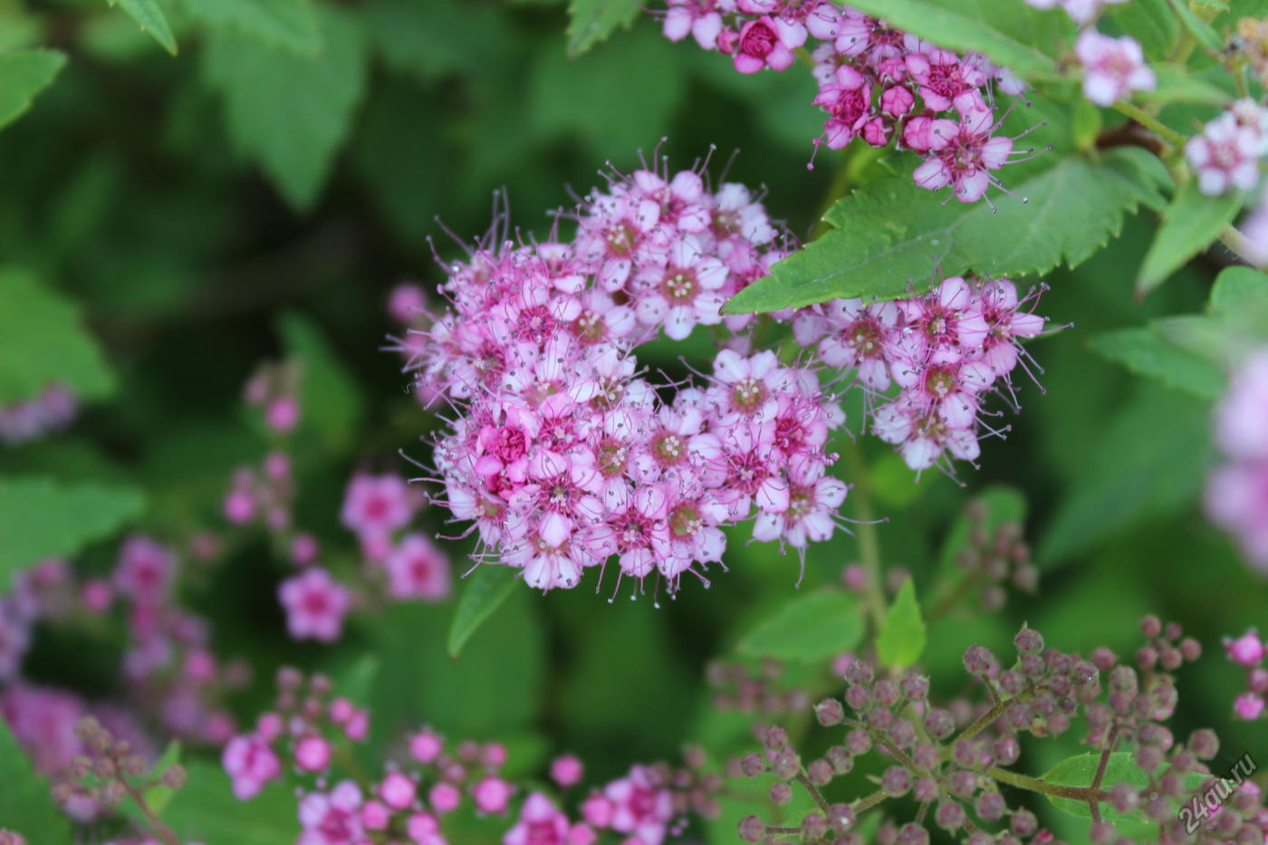 Спирея джапаниз дварф. Spiraea japonica 'Nana'. СПИРЕЯСПИРЕЯ японская.