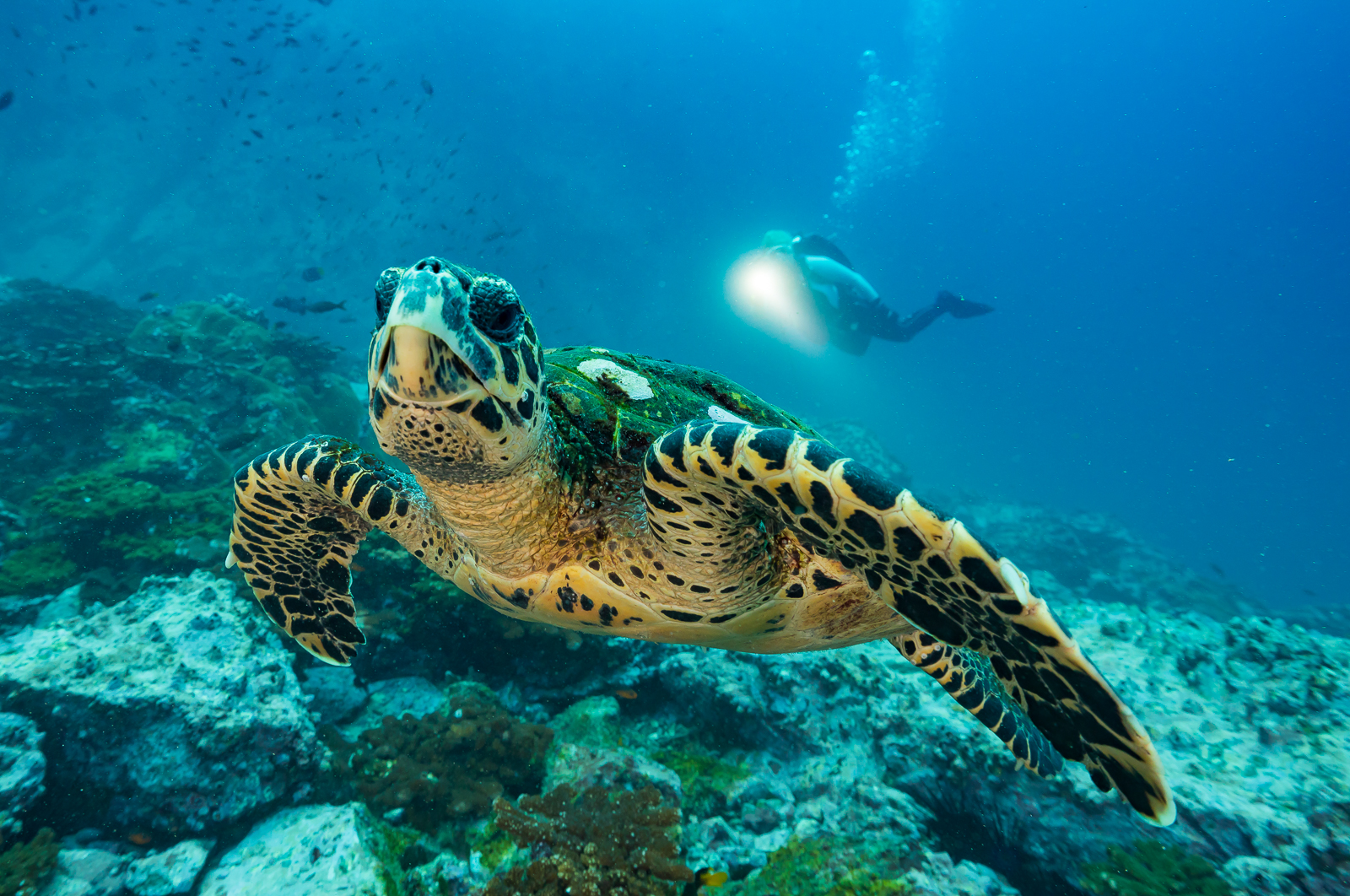 1 обитатель океана. Нектон черепахи. Атлантический океан подводный мир. Животный мир Атлантического океана. Водные обитатели.