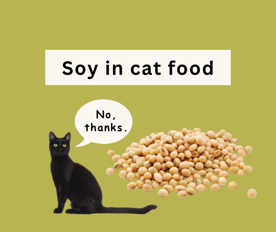 Why you shouldn t feed your cat soy