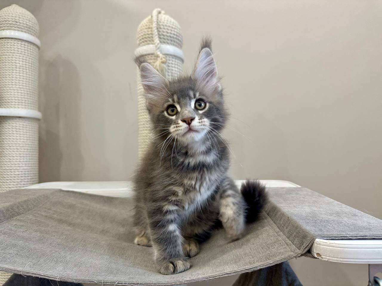 котенок мейн куна