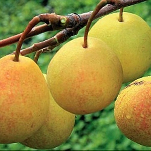 Груша «Бергамот»