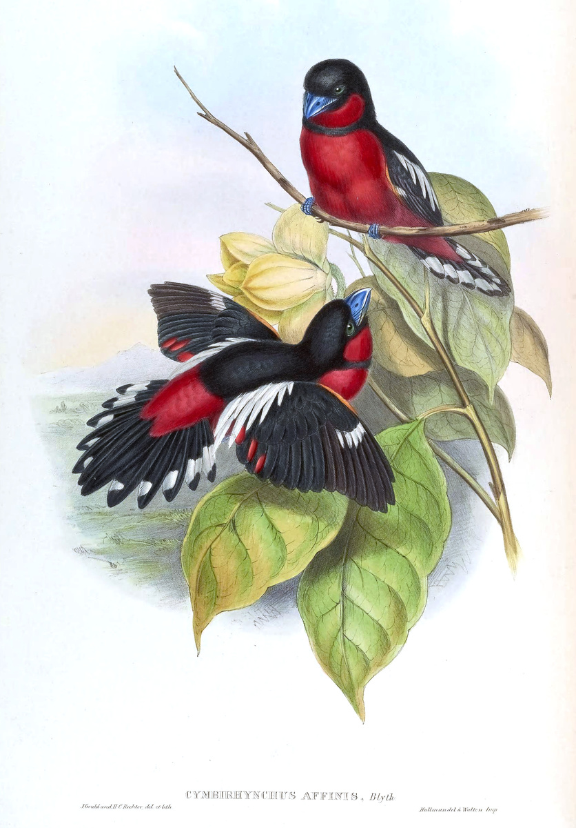 Краснобрюхий рогоклюв (Cymbirhynchus affinis)