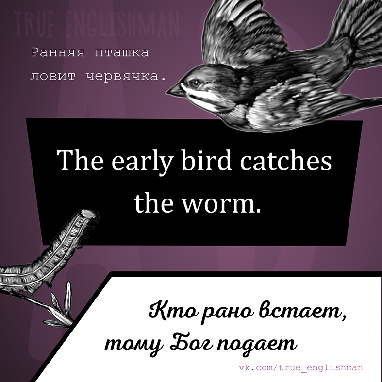 English proverbs. The early bird catches the worm.