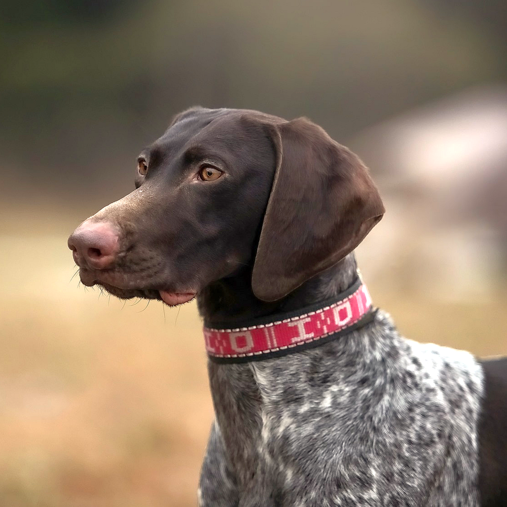 Standard Collar – Howling Dog Alaska