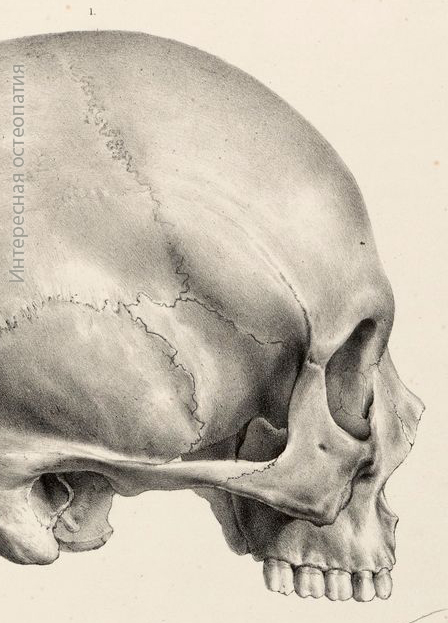 Птерион к ураносакральной системе Sphenoparietal-тип