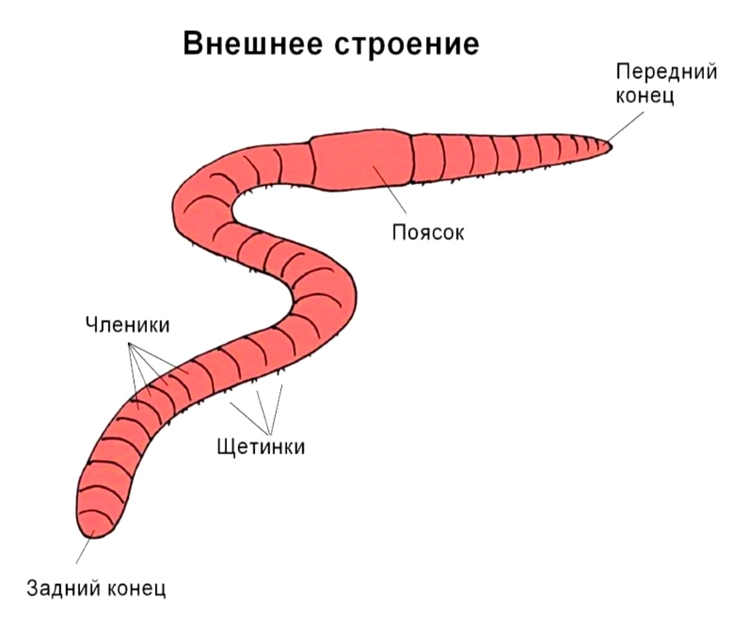 Тело дождевого червя фото 